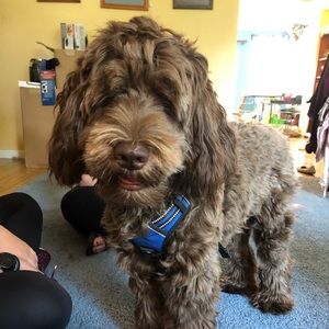 Meet your Posher, Abby